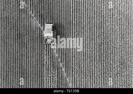 Baumwollernte Mähdrescher Traktor fahren auf Baumwolle Feld Rip angebauten Baumwolle Rohstoff in Antenne Overhead - Schwarz Weiß Weiß Baumwolle zu Kontrast Stockfoto