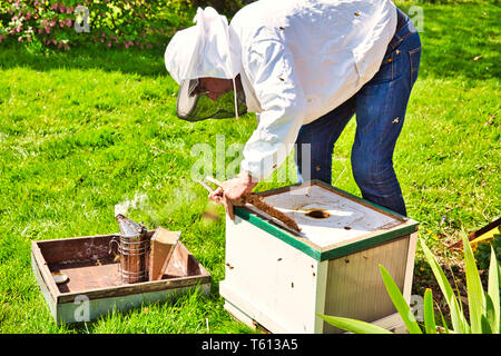 Ein Bienenstock box, rauchte die Arbeitsbienen zu beruhigen und sie ermutigen, sich vom offenen Bienenkorb zu verschieben, so dass ein imker der Bienenkorb für p zu prüfen. Stockfoto