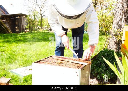 Ein Bienenstock box, rauchte die Arbeitsbienen zu beruhigen und sie ermutigen, sich vom offenen Bienenkorb zu verschieben, so dass ein imker der Bienenkorb für p zu prüfen. Stockfoto