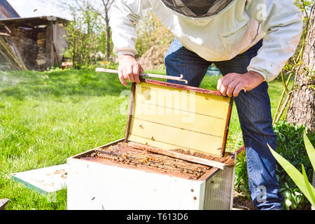 Horizontale Foto von einem Imker in weißer Schutzkleidung und Denim hinter einem Bienenstock mit Rahmen griff Werkzeug und einen leeren Rahmen in der Hand stehen. Authent Stockfoto