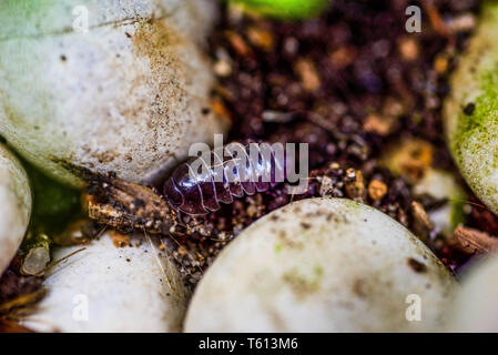 Woodlouse kriechen im Garten Stockfoto