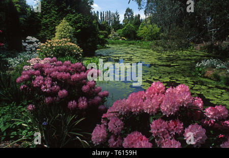 Frühjahr/Sommer Teich mit AZOLLA, bog Pflanzen, Bäume, Sträucher, Rhododendren und PITTOSPORUM. Stockfoto