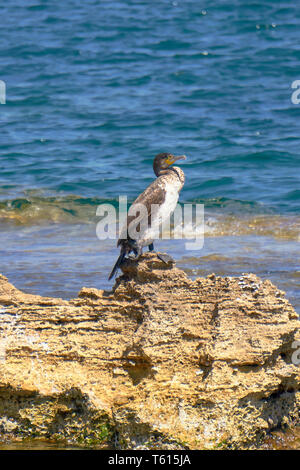 Mediterrane Shag-Phalacrocorax Aristotelis - auf einem Stein saß an einem sonnigen Frühlingstag Stockfoto