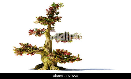 Großen alten Baum mit Herbstlaub, isoliert mit Schatten auf weißem Hintergrund Stockfoto