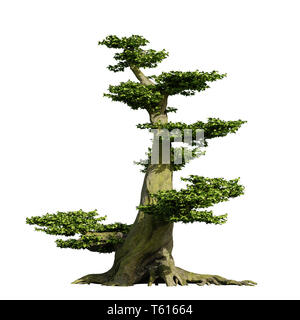 Alter Bonsai, Märchen Fantasy Stil, auf weißem Hintergrund Stockfoto