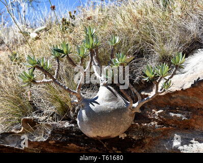 Der Elefant Fuss Anlage Pachypodium rosulatum in seiner natürlichen Umgebung Stockfoto