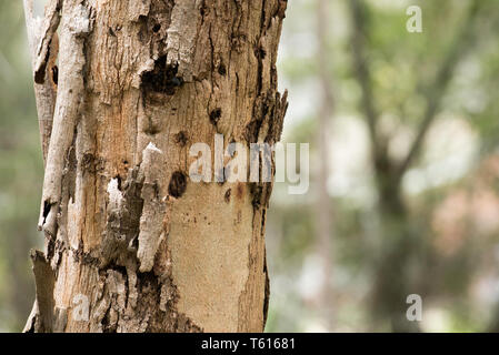 Rinde Schälen von einem jungen Gum Tree (Eukalyptus) in buschland an der Südküste von New South Wales, Australien Stockfoto