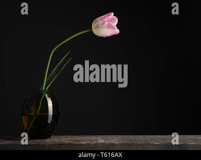 Eine schöne single Tulip auf einem rustikalen Holztisch mit Platz für Text Stockfoto