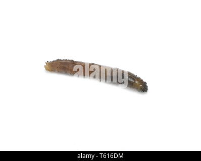 Tipulidae cranefly Larven auf weißem Hintergrund Stockfoto