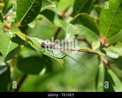 Die grossen roten damselfly Pyrrhosoma nymphula Sitzen auf einem Blatt Stockfoto