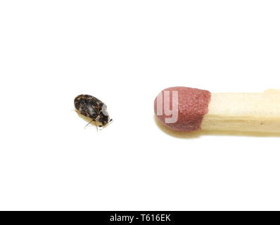 Anthrenus museorum Museum Käfer Größe im Vergleich zu den Kopf eines Match auf weißem Hintergrund Stockfoto