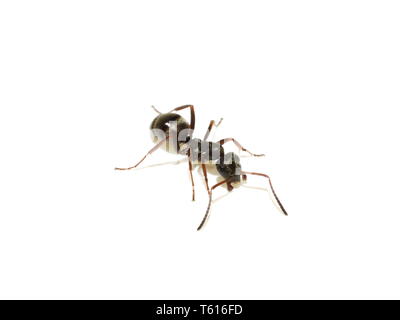 Der Schwarze Garten ant Lasius Niger auf weißem Hintergrund Stockfoto