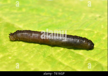 Tipulidae cranefly Larven Festlegung auf ein grünes Blatt Stockfoto