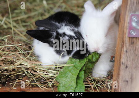 Zwei Baby Kaninchen zusammen essen Stockfoto