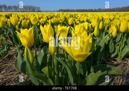 Traditionelle niederländische Tulpenfeld mit gelben Blumen Stockfoto