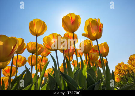 Traditionelle niederländische Tulpenfeld mit gelben Blumen im Sonnenlicht Stockfoto