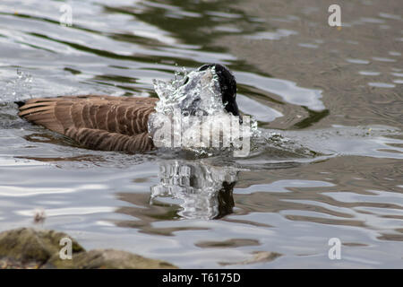 Kanadas Gänse reinigt ihre Federn mit einem Bad im klaren Wasser eines Sees in einem Park, während sie schwimmt, um sich in der Paarungssaison mit schwarzem Kopf und Schnabel zu paaren Stockfoto