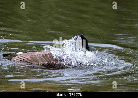 Kanadas Gänse reinigt ihre Federn mit einem Bad im klaren Wasser eines Sees in einem Park, während sie schwimmt, um sich in der Paarungssaison mit schwarzem Kopf und Schnabel zu paaren Stockfoto