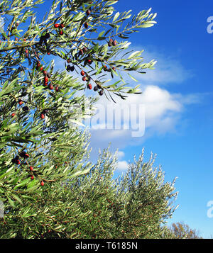 Olivenbäume auf dem Hintergrund der blauen Himmel und Wolken. Stockfoto
