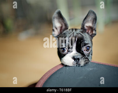 Boston Terrier Welpen Stockfoto