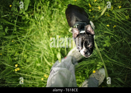 Boston Terrier Welpen Stockfoto