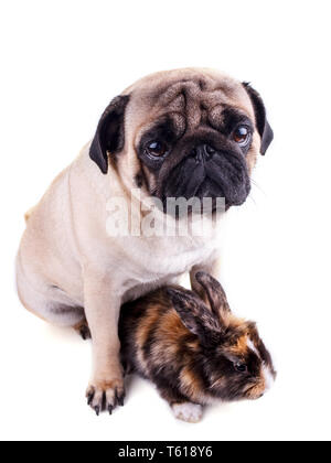 Hund Mops und tricolor Kaninchen auf weißem Hintergrund Stockfoto