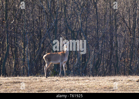 Herde von hind Gehen und Laufen auf der Wiese in der Nähe von Wald im Frühling Stockfoto