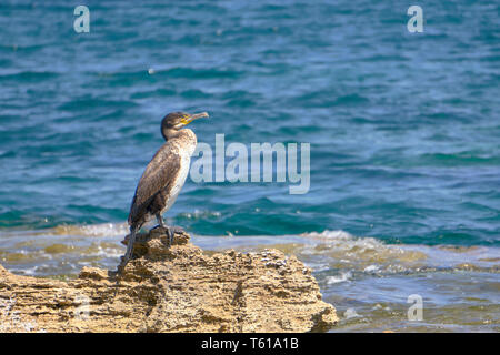 Mediterrane Shag-Phalacrocorax Aristotelis - auf einem Stein saß an einem sonnigen Frühlingstag Stockfoto