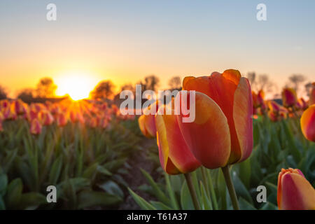 Tulpe Blume Felder in den Niederlanden im Winter Holland Stockfoto