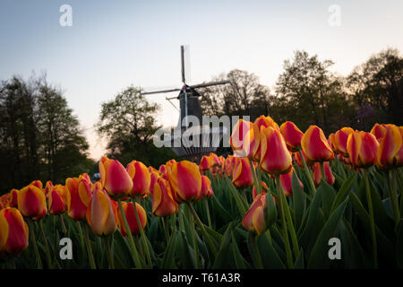 Tulpe Blume Felder in den Niederlanden im Winter Holland Stockfoto