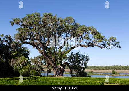 Der Baum, der geglaubt wird, um die größte Live Oak. Es ist in Middleton Place in der Nähe von Charleston in South Carolina, USA. Stockfoto