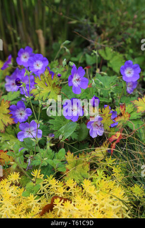 Blaue Geranie mit gelben Pflanzen Natur Hintergrund Stockfoto