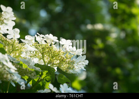 Nahaufnahme von Krampf Rinde (Viburnum opulus) Stockfoto