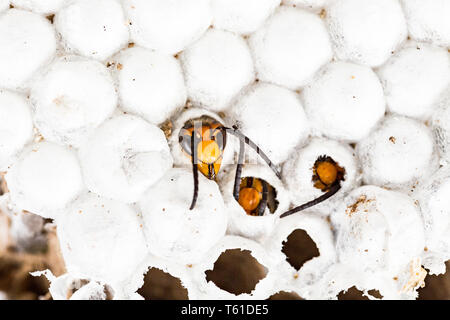 In der Nähe von lebenden asiatischen Hornet wasp Kopf, in Nest wabenförmigen Insekt Makro. Giftige gift Tier Kolonie. Konzept der Gefahr in der Natur Stockfoto