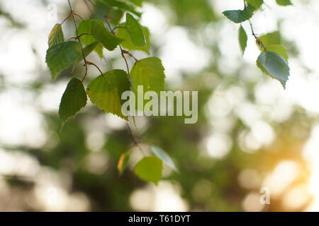 Birke Äste am Baum mit neue grüne Blätter im Frühling Garten Stockfoto