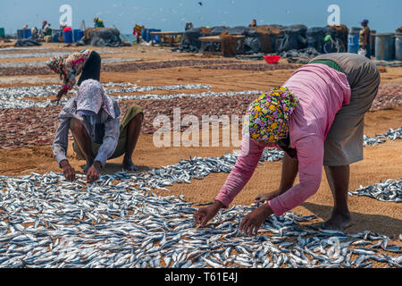 In der Hitze der Nachmittagssonne, ein Frauen breitet sich aus kleinen silbernen Fisch auf kokosnußmattenstoff in Vorbereitung für den Markt am Strand von Negombo in der trocknen Stockfoto