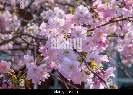 In der Nähe von rosa Kirschblüten in Amsterdam Die Niederlande 2019 Stockfoto