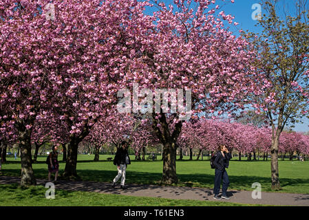Kirschblüte in den Wiesen, Edinburgh, Schottland, Großbritannien. Stockfoto