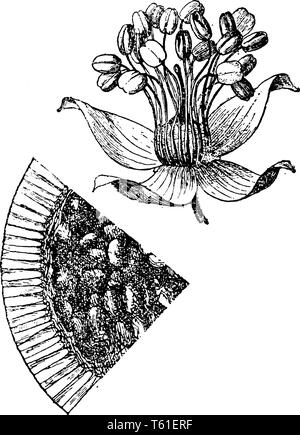 Eine einzigartige Art der Betriebe, die dem Oblata. Es ist eine kleine bis mittelgroße Baum bewaffnet mit zahlreichen Lange, schlanke, scharfen Dornen, Vintage Linie d Stock Vektor