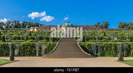 Trauben Terrassen und Schloss Sanssouci. Potsdam. Deutschland Stockfoto