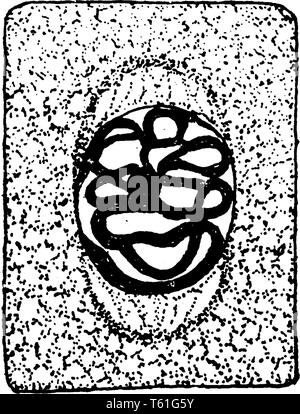 Die Division ist ein Prozess, bei dem ein Elternteil Zellen in zwei oder mehr Zellen teilen. Innere Struktur Es ist wie das Seil Form, vintage Strichzeichnung oder engr Stock Vektor