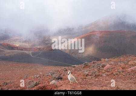 Chukar Partridge auf dem Vulkan Krater Trail in den Haleakala National Park, Maui, Hawaii Stockfoto