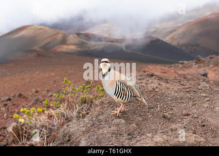 Chukar Partridge auf dem Vulkan Krater Trail in den Haleakala National Park, Maui, Hawaii Stockfoto