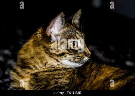 Porträt einer inländischen tabby Cat seitwärts suchen, Farbe Stockfoto