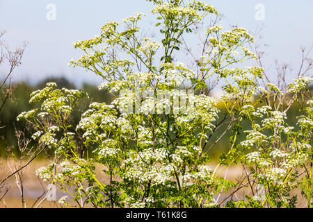 Schierling (Conium maculatum) Wachsende am Merced National Wildlife Refuge im Central Valley in Kalifornien USA Stockfoto