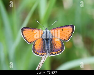 purple-edged copper butterfly Lycaena hippothoe male in a green field Stockfoto