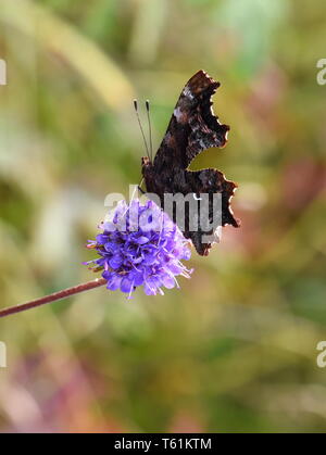 Komma Schmetterling Polygonia c-Album zeigt an der Unterseite der Tragfläche sitzt auf einem Lila Blume Stockfoto