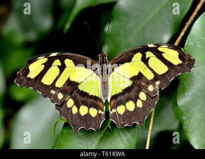 Siproeta stelenes Malachite Butterfly in der Vegetation Stockfoto