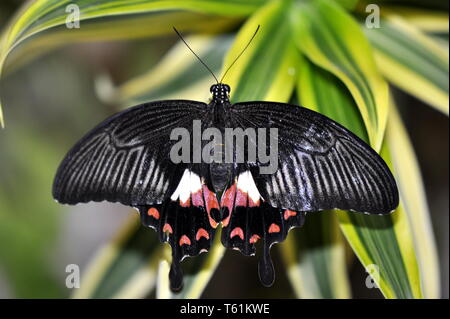 Common mormon Schwalbenschwanz Schmetterling Papilio polytes Weibchen auf ein Blatt Stockfoto