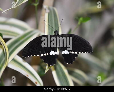 Common mormon Schwalbenschwanz Schmetterling Papilio polytes männlichen auf einem Blatt Stockfoto